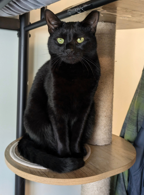 Esme sits on a wooden cat tree. Her tail is wrapped around her feet, and she looks at the camera.