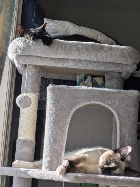 Black cat (Esme) lays on the top of a cat tree, with her paws hanging off. Siamese cat (Susie) lays on the tree below her, stretched out in the sun.
