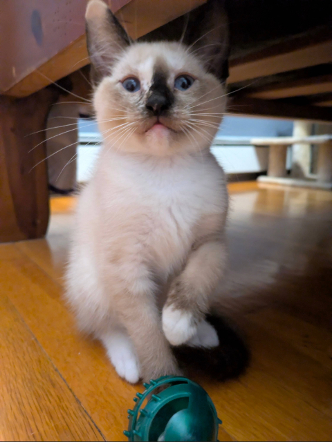 Susie, way less dark than she is now. The black patch on her nose is very clear.