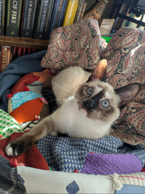 Susie with a dark face. Blotches of white & black on her nose stand out.